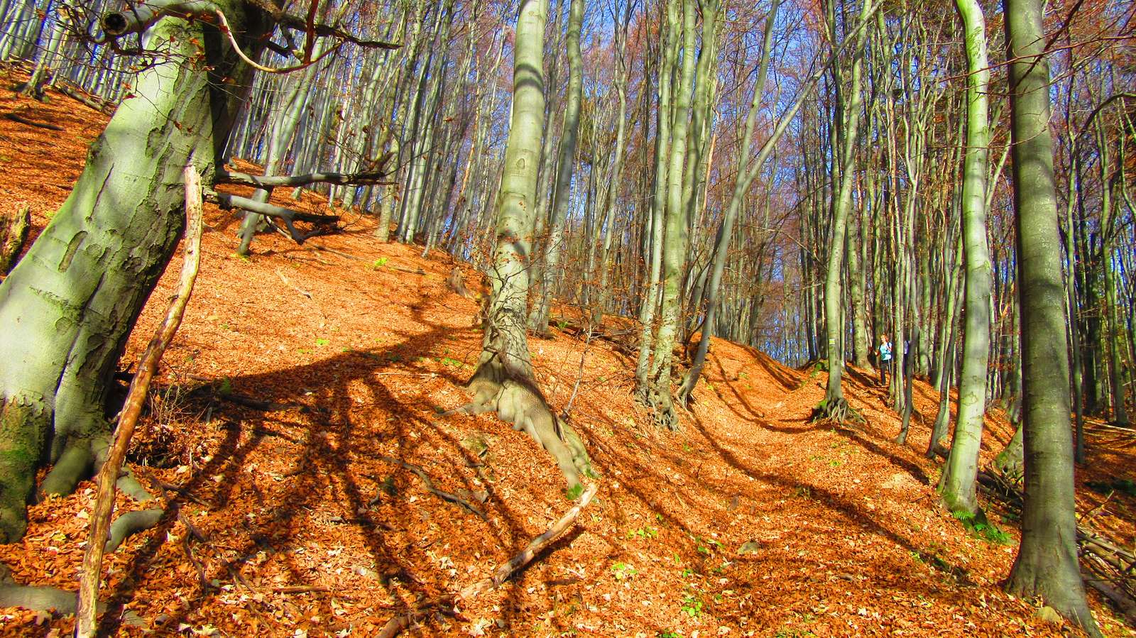 Осенний лес пазл онлайн
