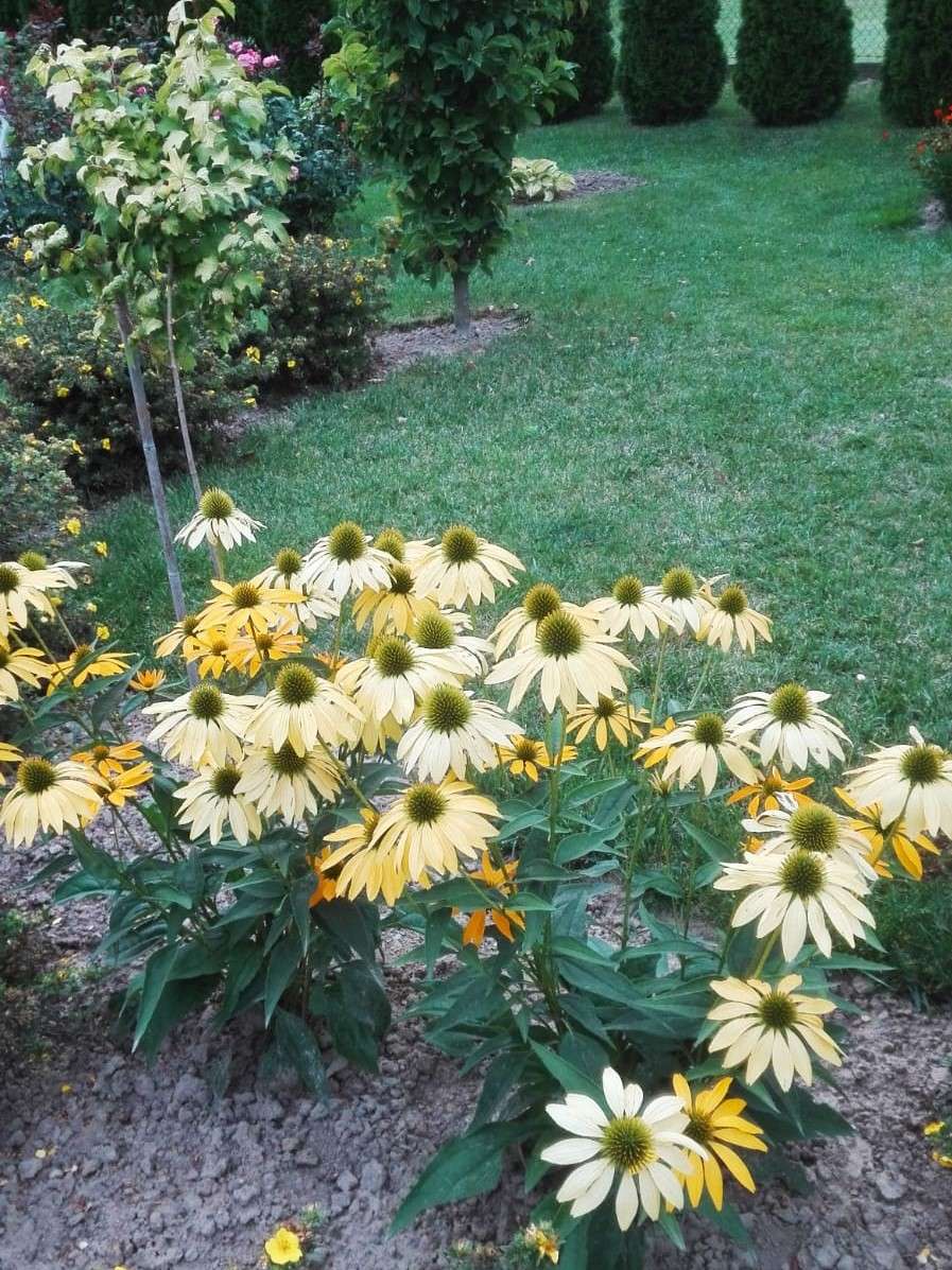 κίτρινα λουλούδια στον κήπο παζλ online