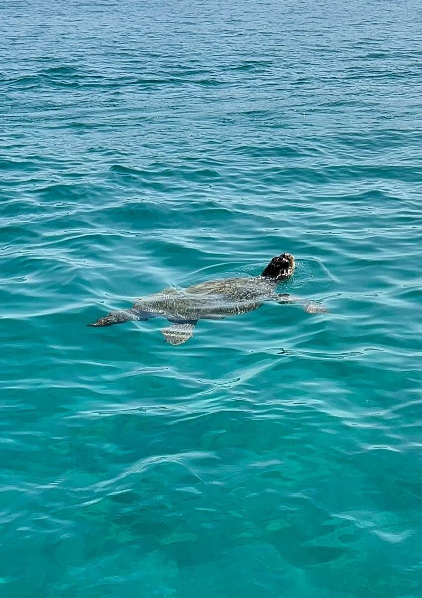 χελώνα στη θάλασσα online παζλ