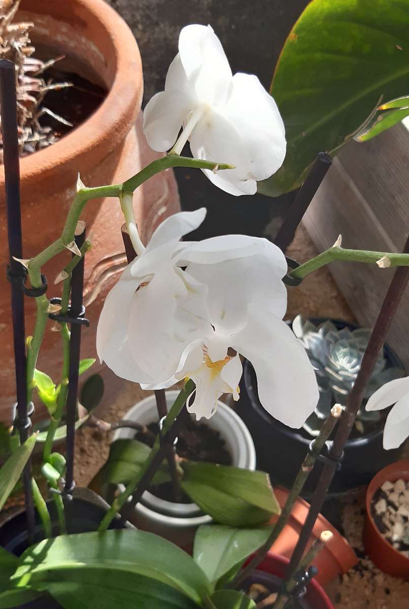 vita orkidéer i en kruka Pussel online