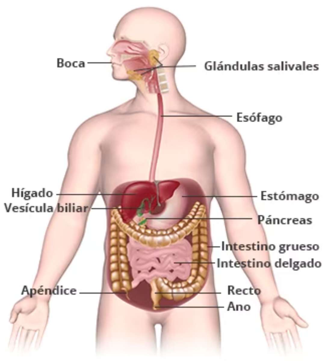 Digestive system jigsaw puzzle online
