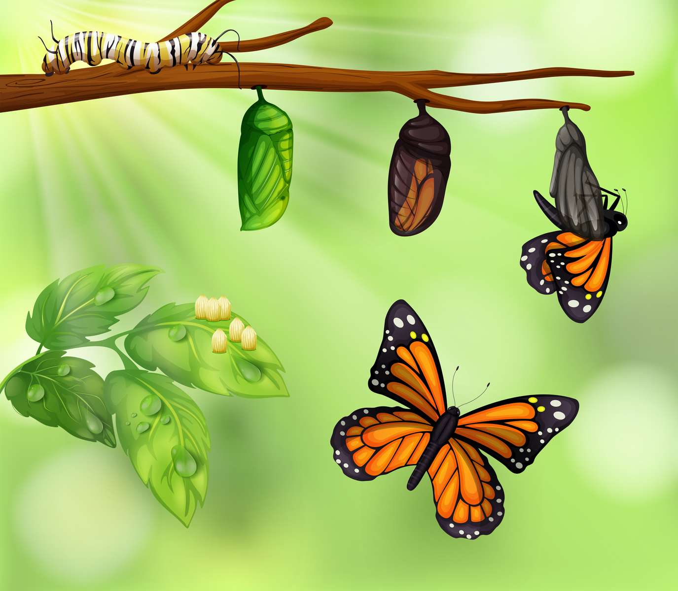 κύκλος ζωής της πεταλούδας παζλ online