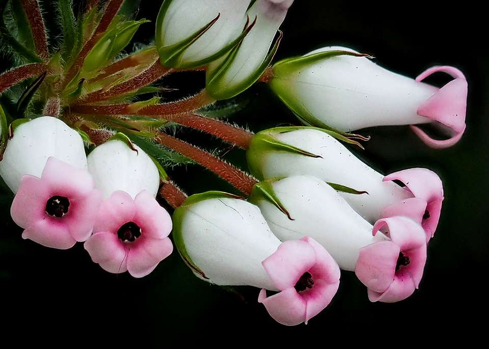 Exotické květiny skládačky online