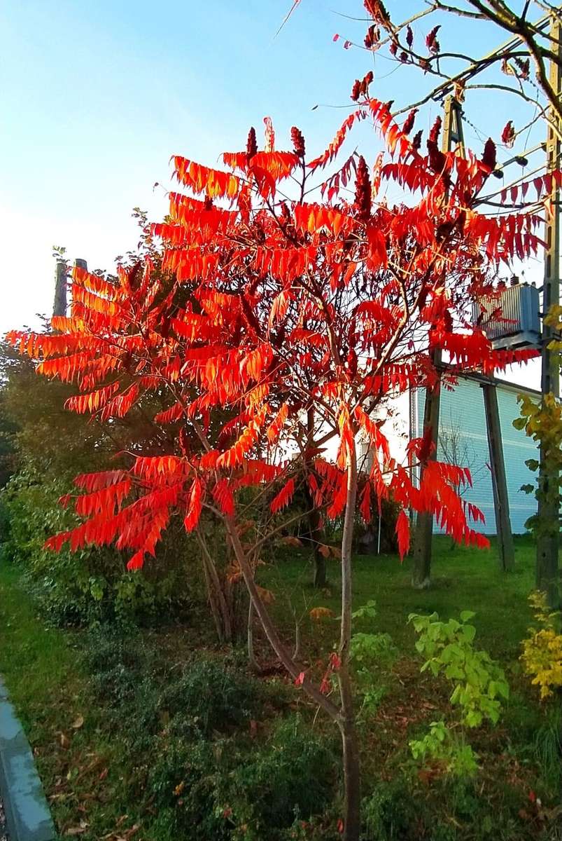 sumac rougeâtre en automne puzzle en ligne