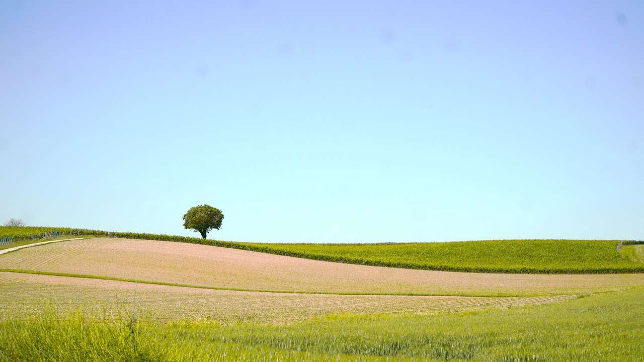 Landskap, Panorama, Träd pussel på nätet