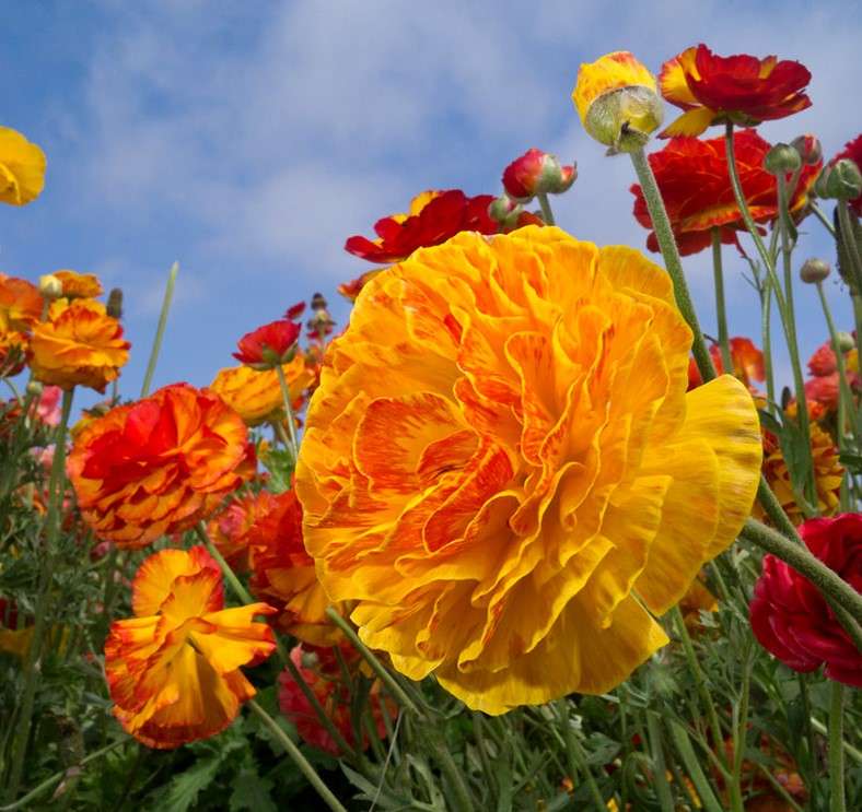 Λουλούδια στον κήπο online παζλ