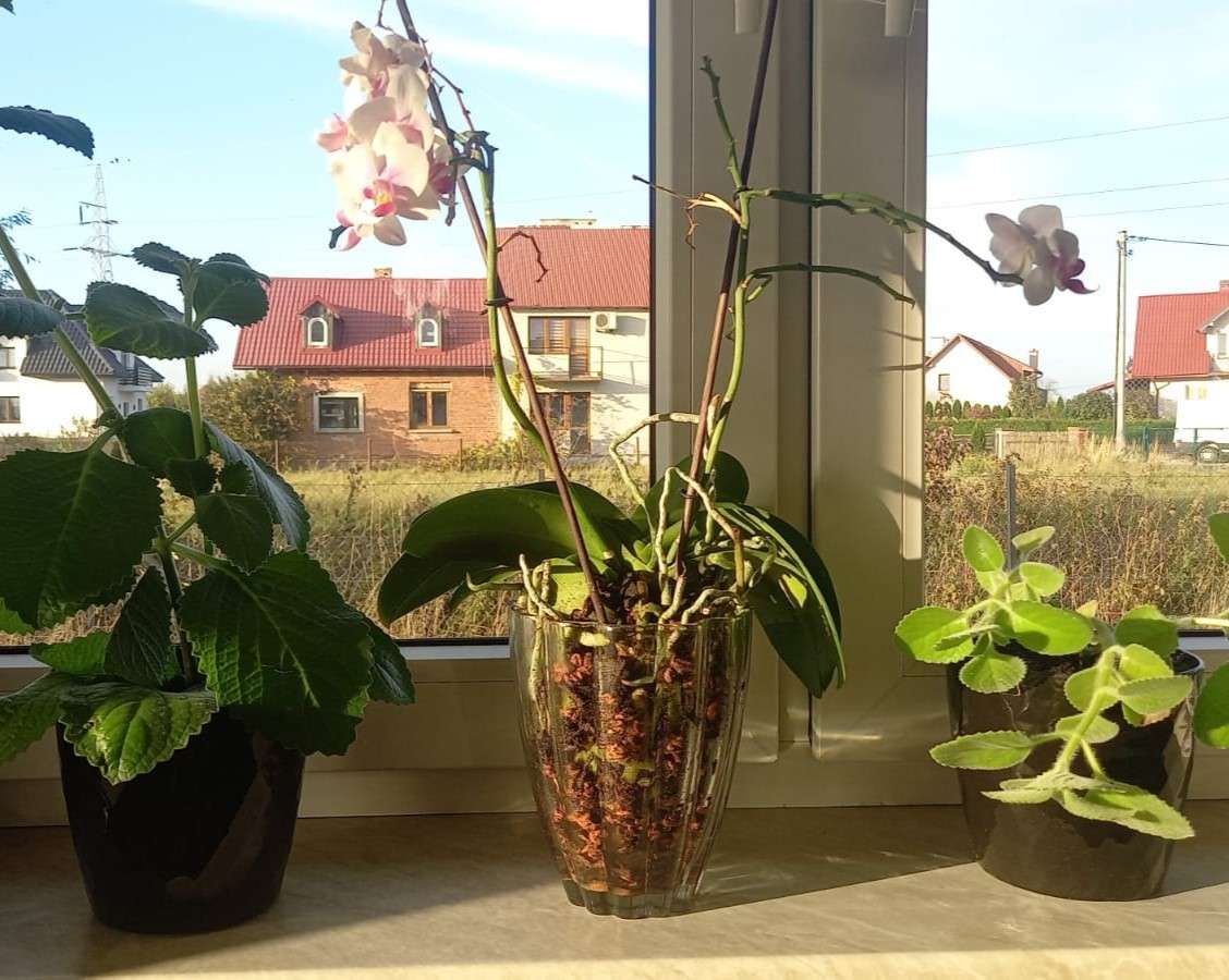 pots de fleurs et vue depuis la fenêtre puzzle en ligne