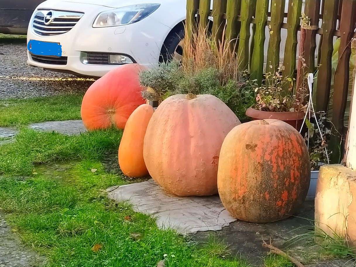 pumpkins in front of the fence jigsaw puzzle online