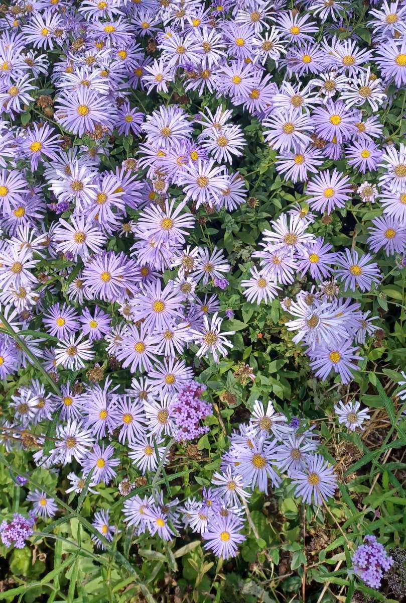 multe flori violete puzzle online