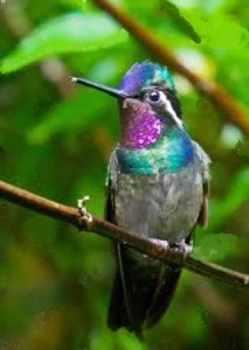 Gândacul Lyoder se uită la pasărea colibri radao-celeste puzzle online