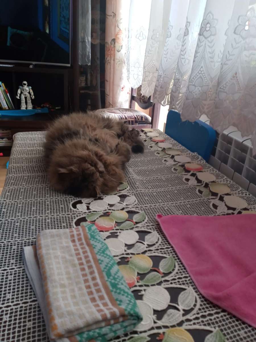Alvó macska kirakós online