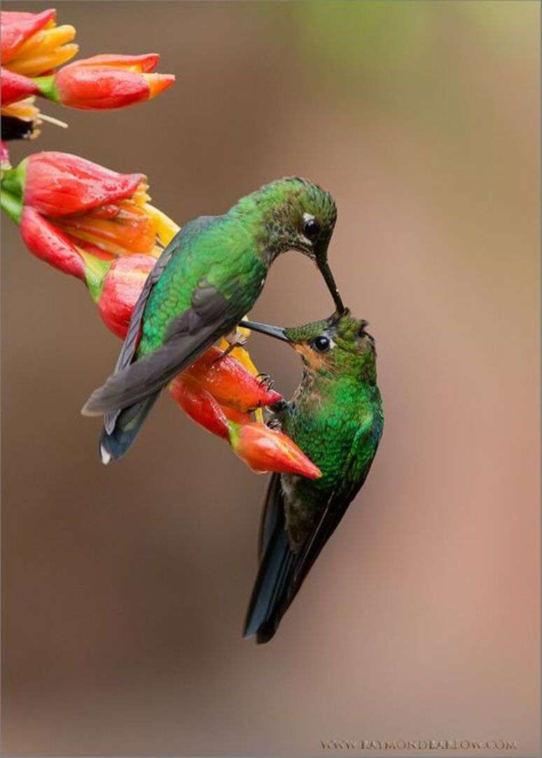 Lyoderbagge observerar kolibrier Pussel online