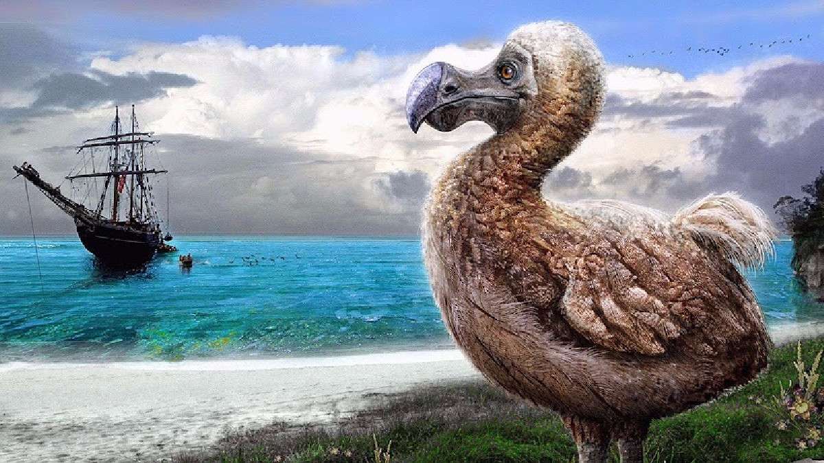 dodo bevarande Pussel online