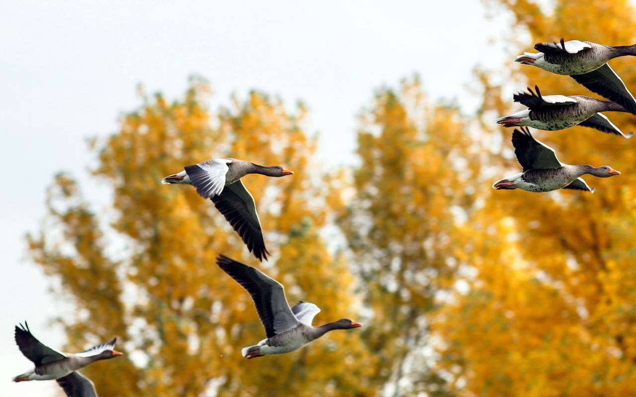 Los pájaros vuelan rompecabezas en línea