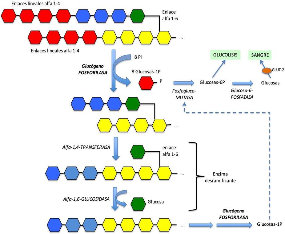 glykogen online puzzle