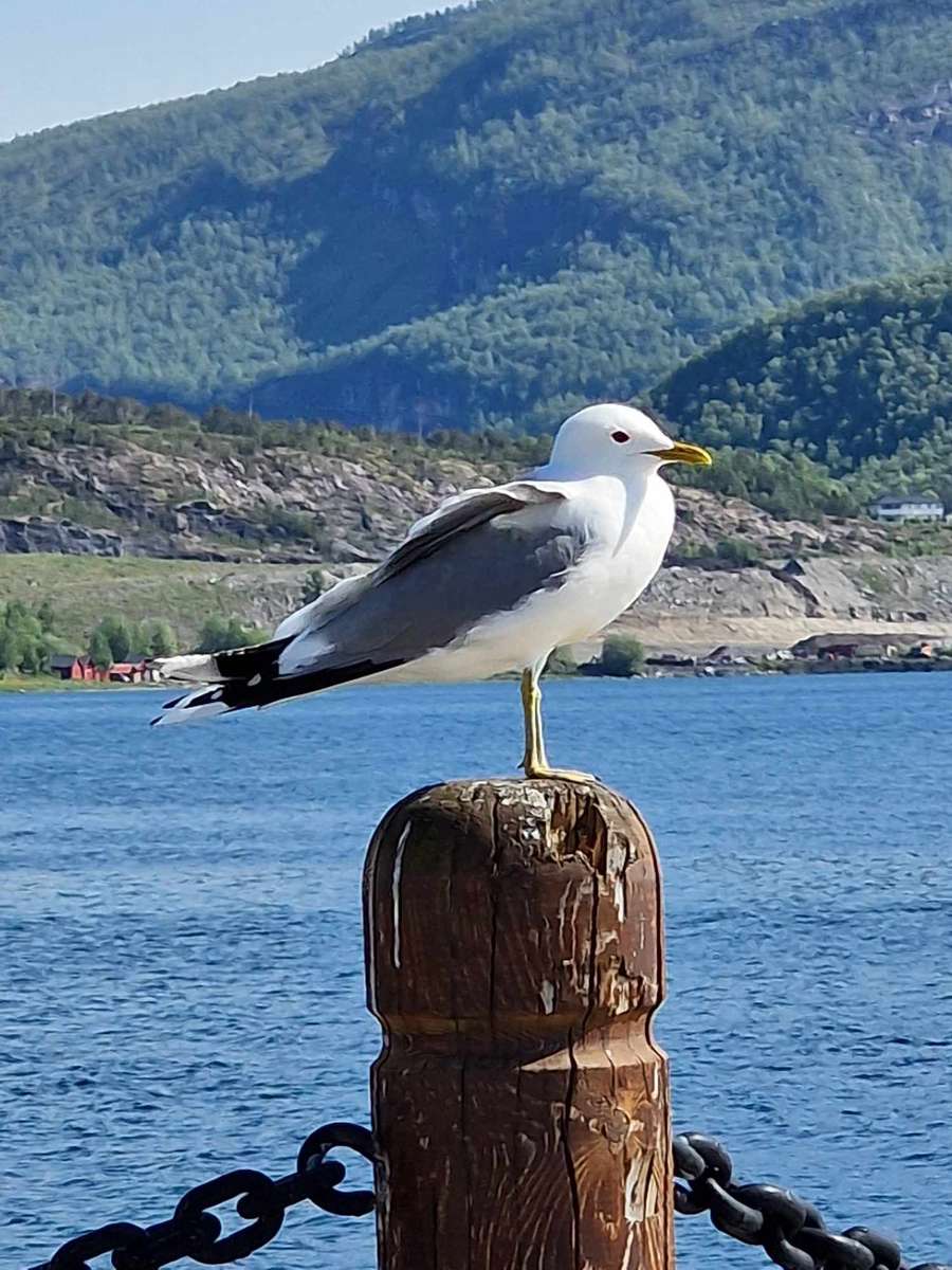 Mouette posant Fauske Norvège puzzle en ligne