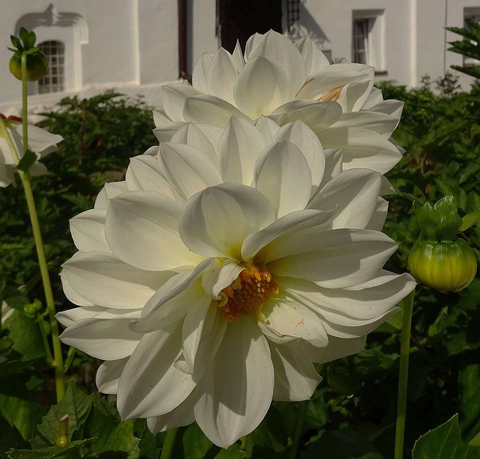 Λευκά λουλούδια online παζλ