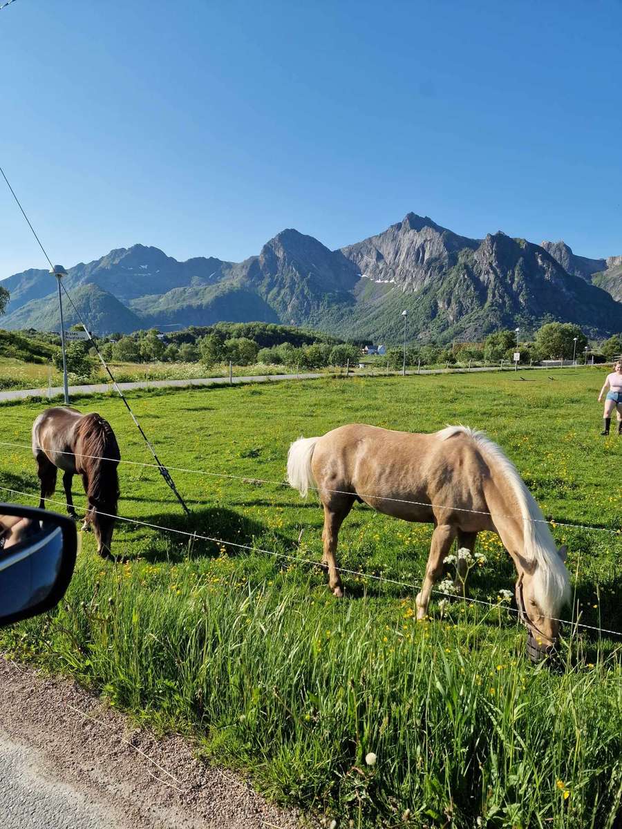Norvég lovak legelnek online puzzle