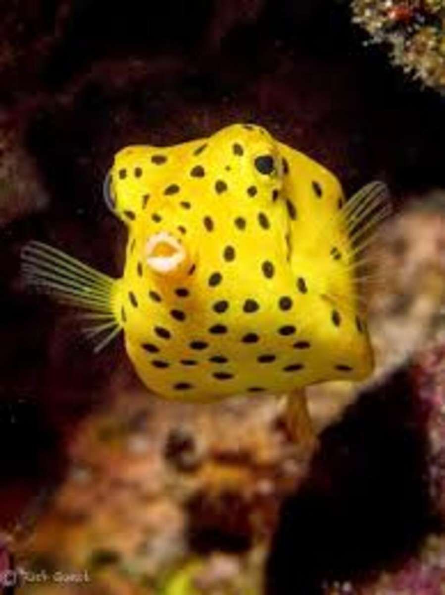 Σκαθάρι Lyoder και κίτρινο κουβά ψάρι παζλ online