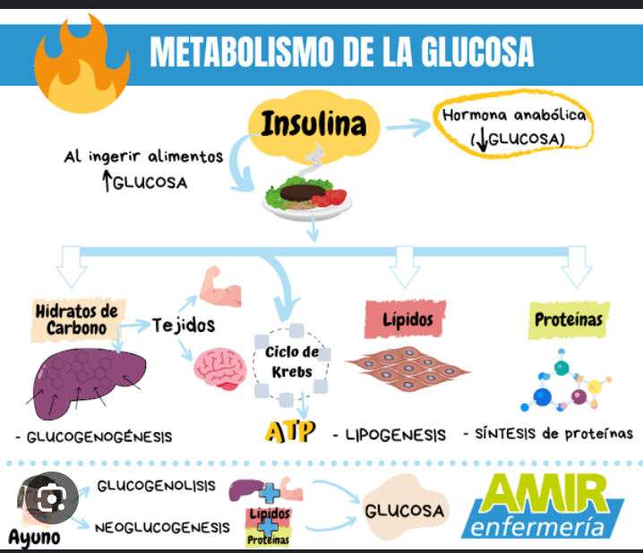 metabolismul glucozei jigsaw puzzle online