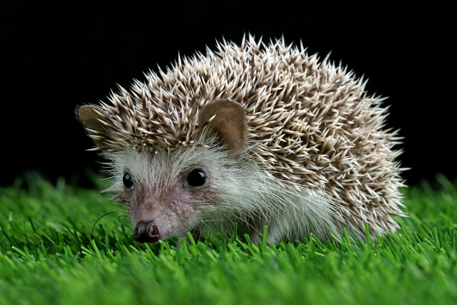 hedgehog on a walk online puzzle