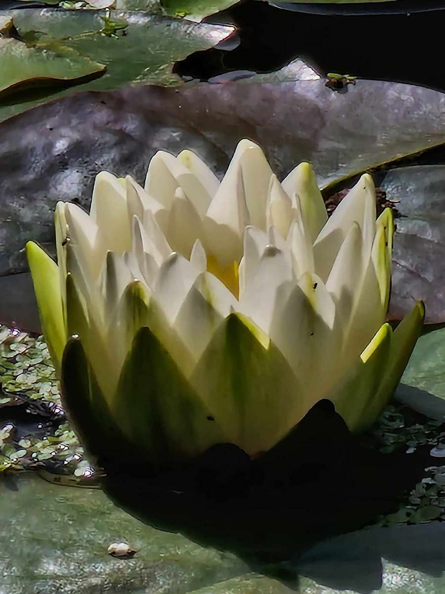 Fiore di loto nel parco di Gdynia puzzle online