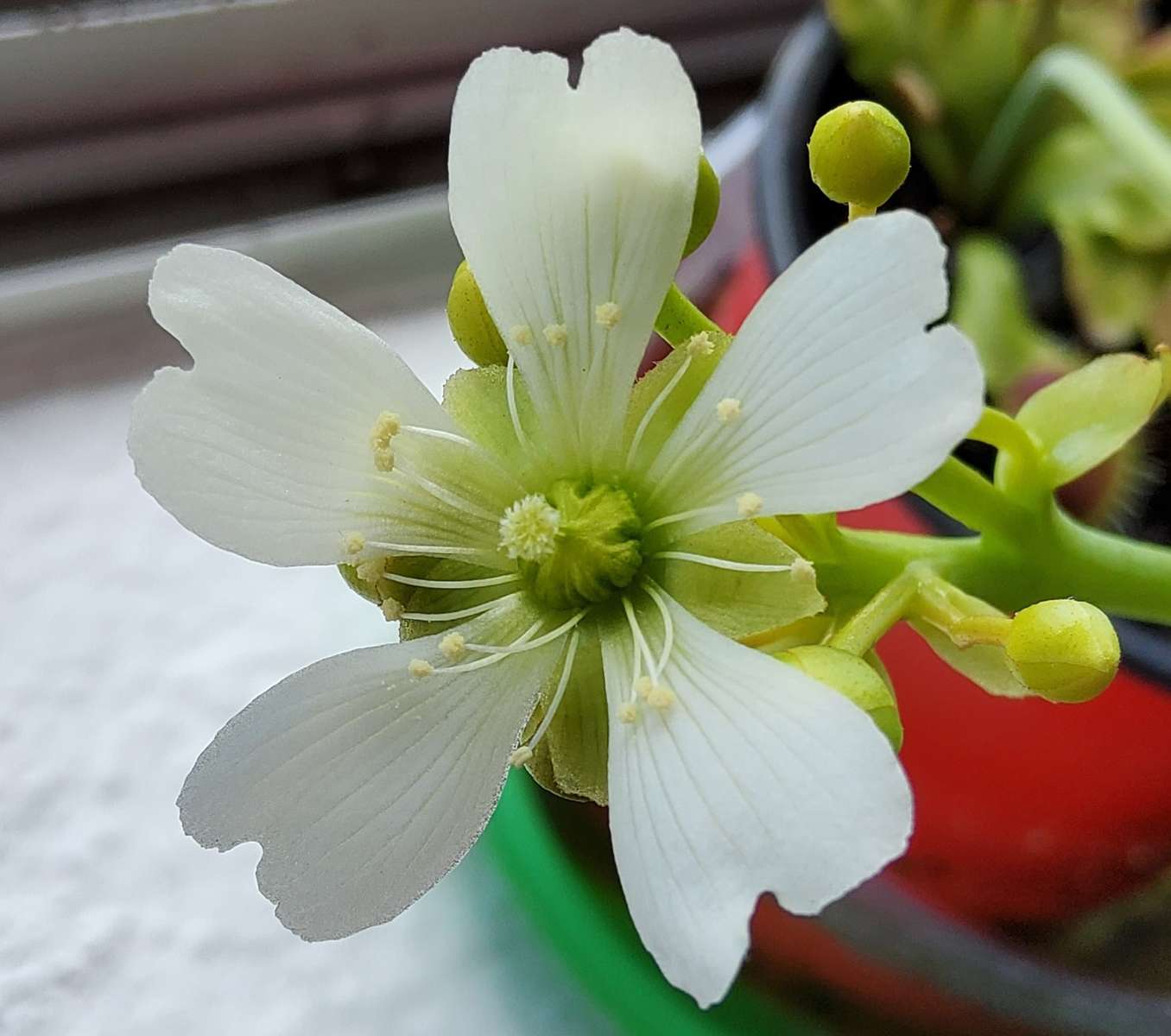 λουλούδια σαρκοφάγων φυτών παζλ online