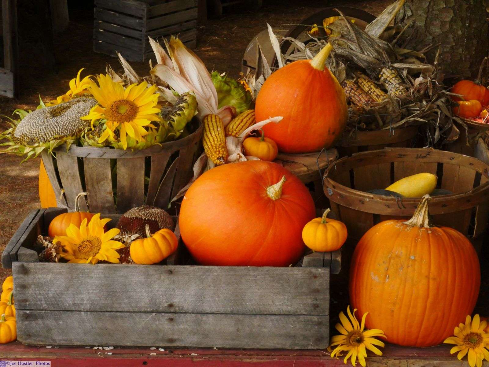 Осенняя композиция с тыквами пазл онлайн