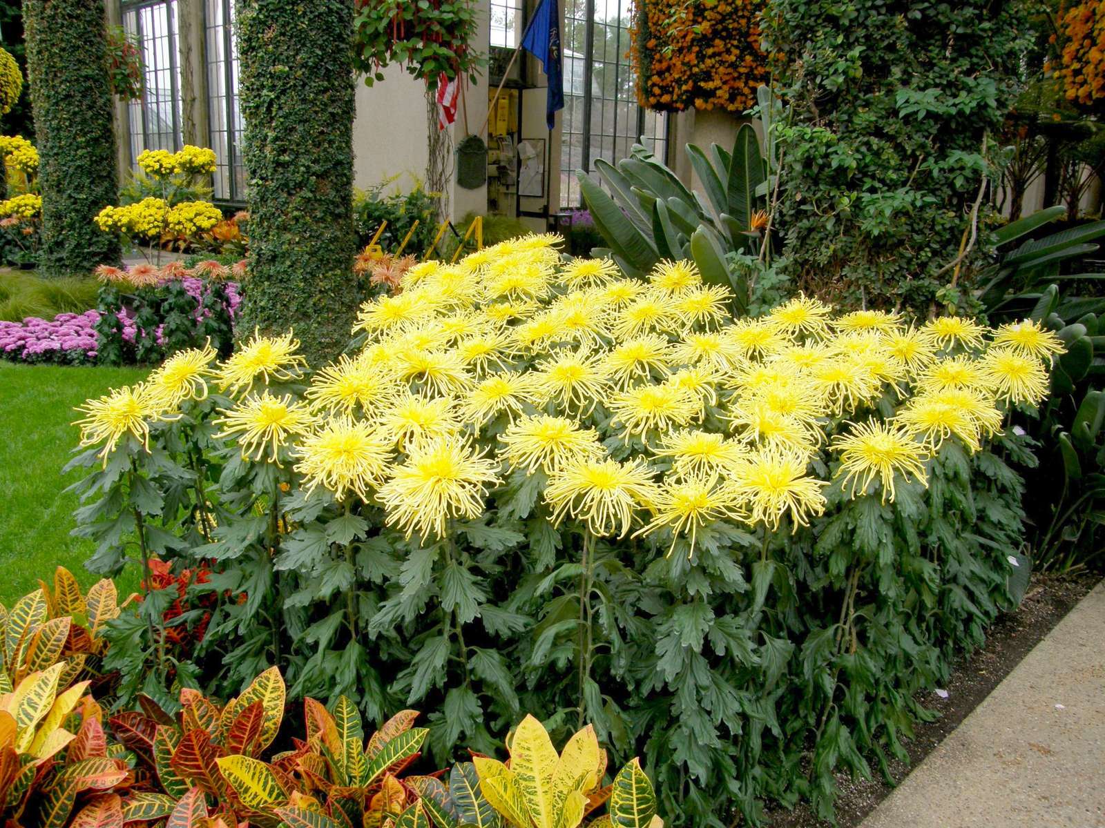 Chrysanthèmes jaunes puzzle en ligne