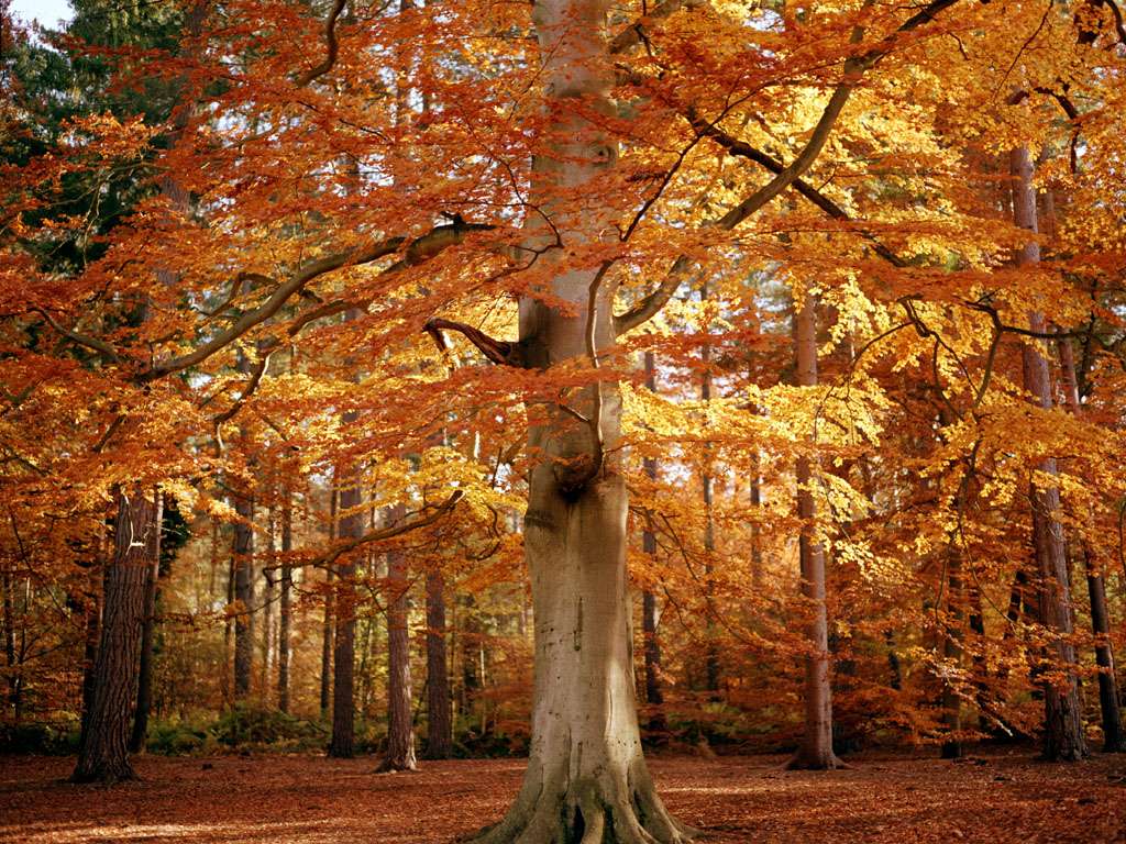 Есенно дърво онлайн пъзел