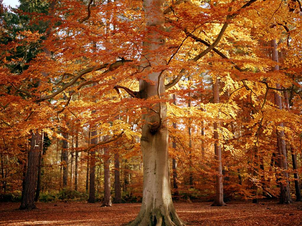 Albero autunnale puzzle online