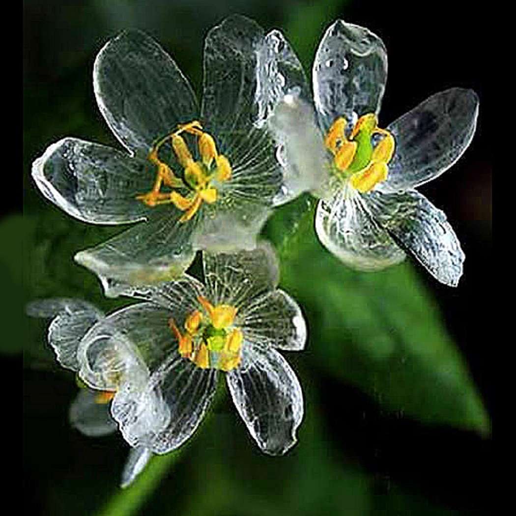 Kristallen bloem (Diphylleia Grayi) legpuzzel online