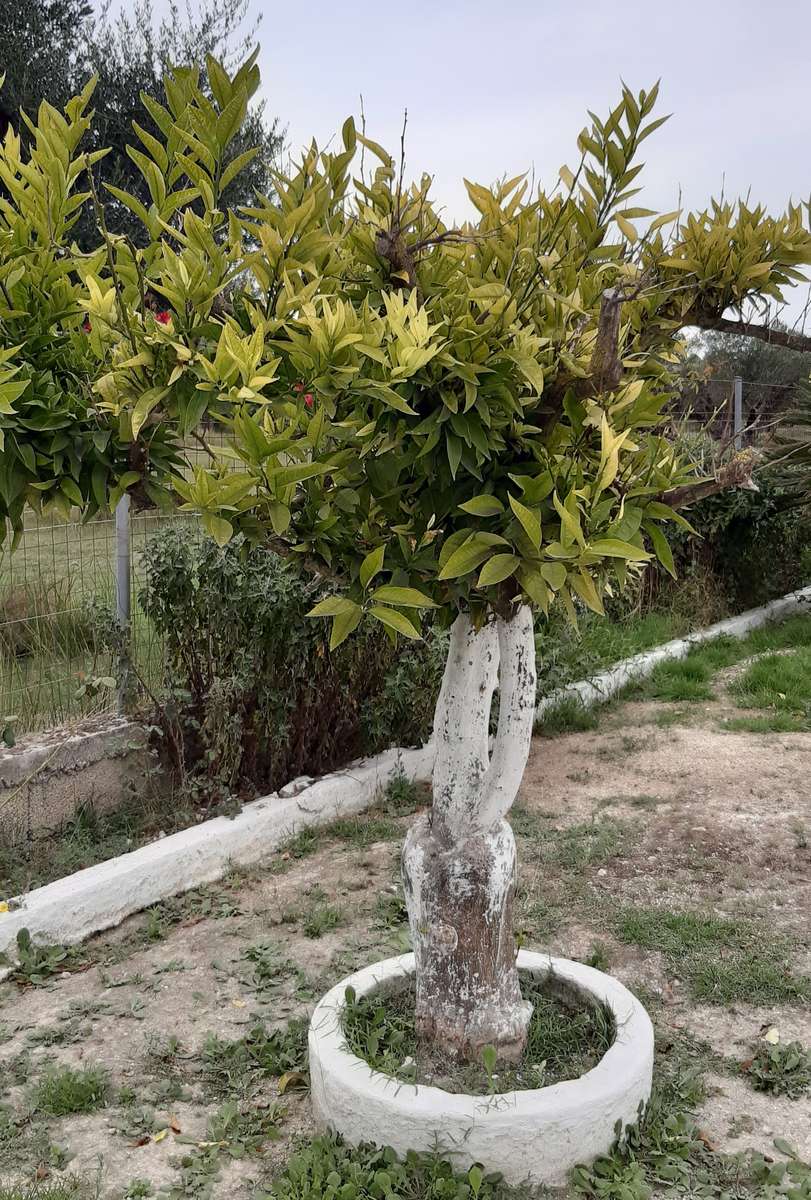 дерево в Каламакі онлайн пазл