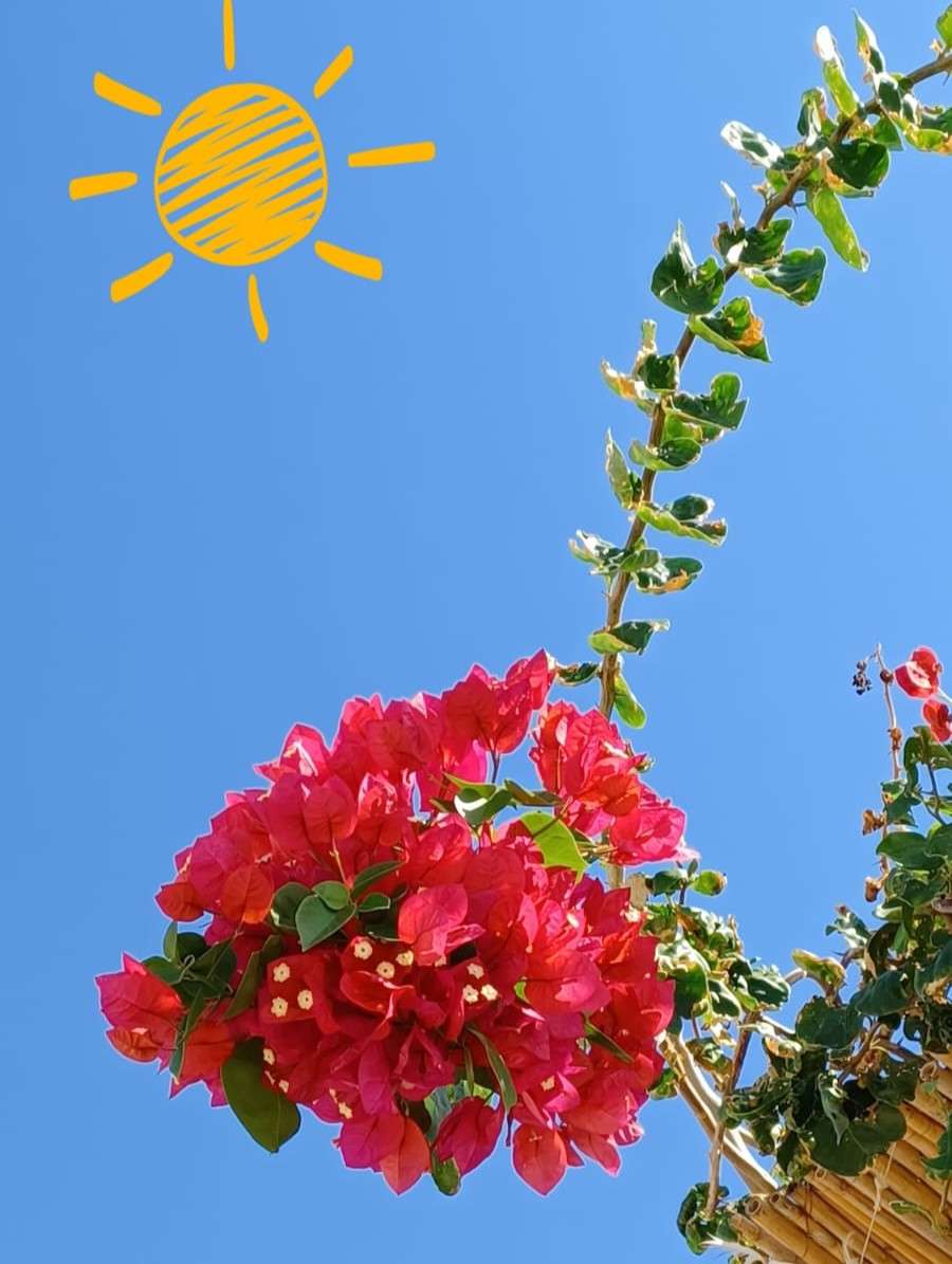 λουλούδι ήλιος ουρανός online παζλ