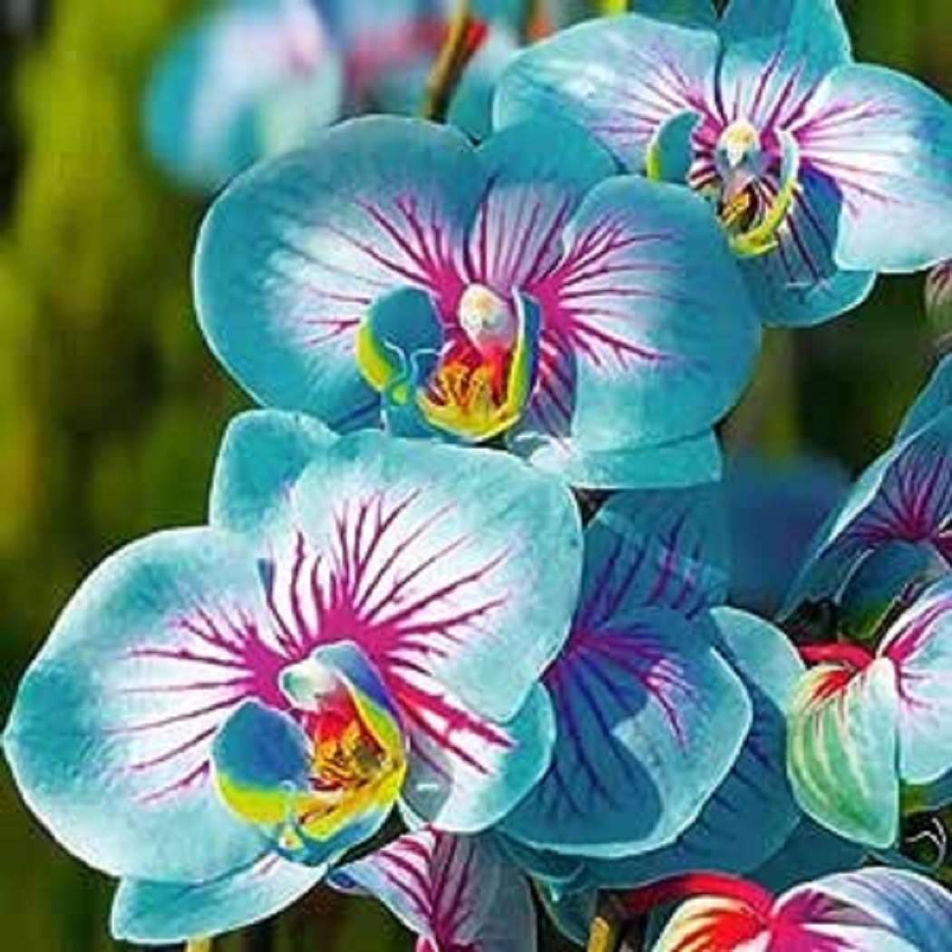 Орхидея пеперуда (Phalaenopsis) онлайн пъзел