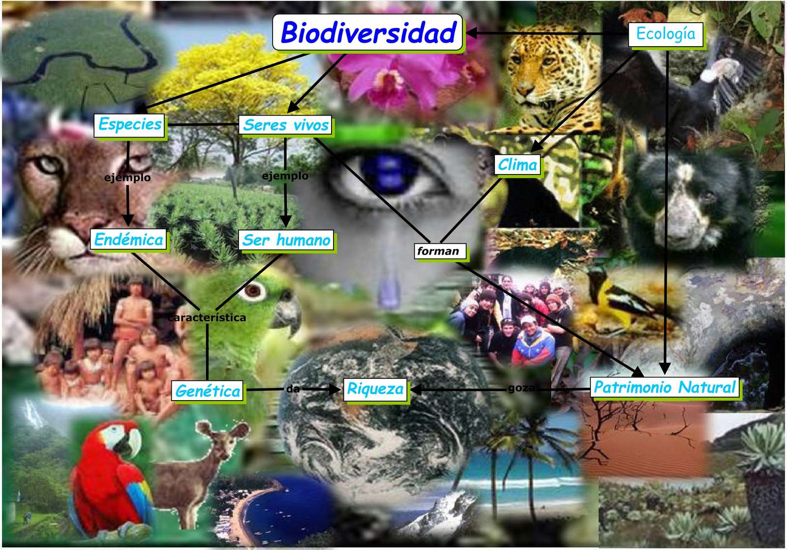 Biológiai sokféleség online puzzle