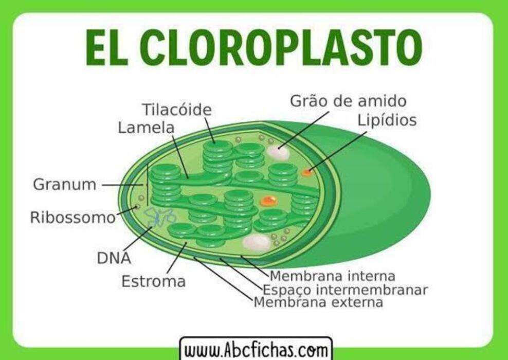 chloroplast online puzzle