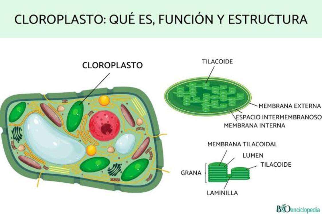 chloroplaste puzzle en ligne