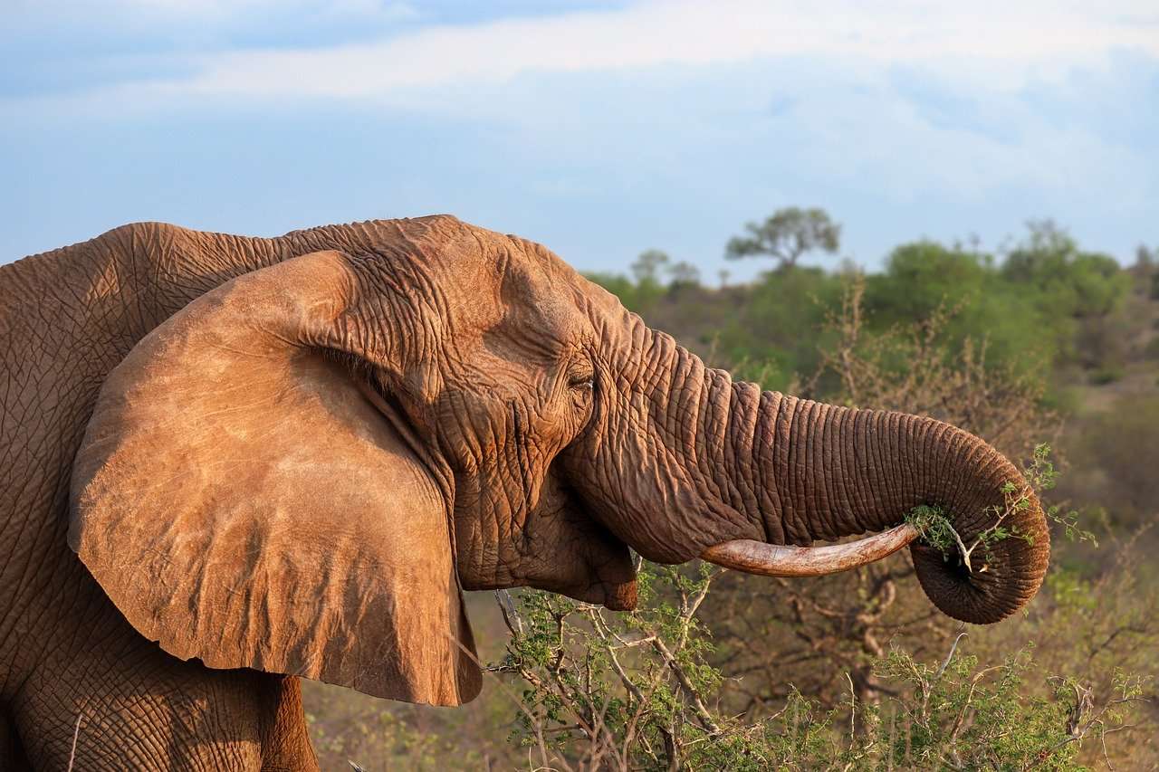 Elefante, Africa, Safari puzzle online