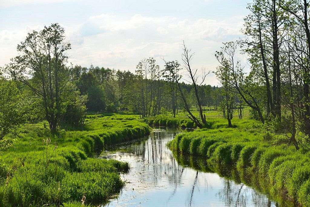 Bialowieza, rivière Narewka puzzle en ligne