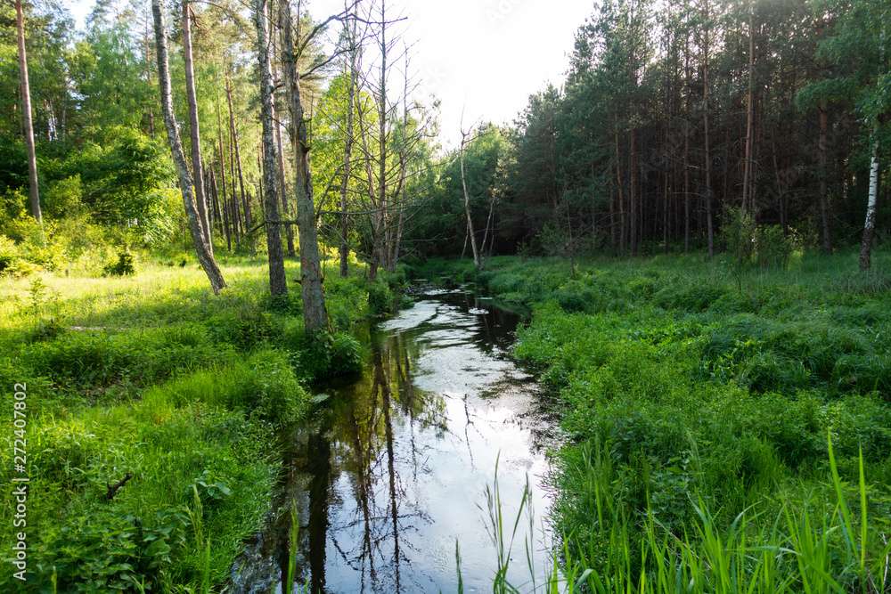 une petite rivière dans la forêt puzzle en ligne