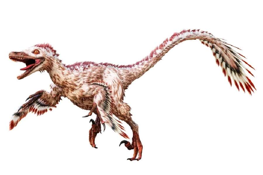 Velociraptorer pussel på nätet
