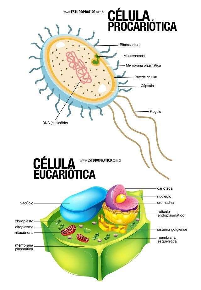 cellules eucaryotes et procaryotes puzzle en ligne