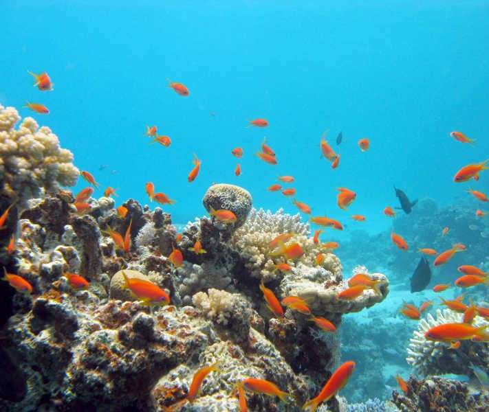 Peces en la Gran Barrera de Coral rompecabezas en línea