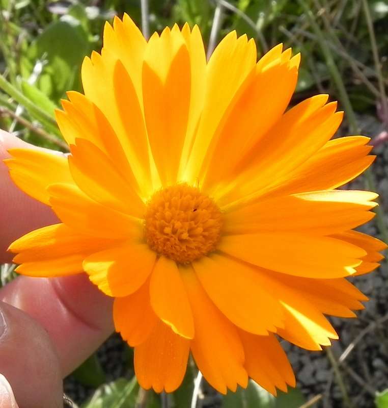 Желтый весенний цветок пазл онлайн