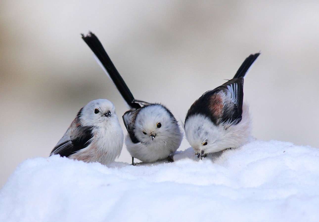 Fåglar i snön Pussel online