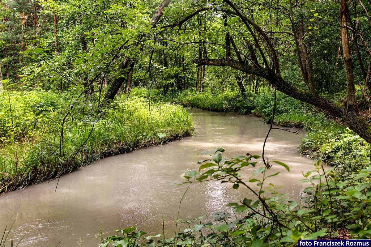 De Sztoła-rivier in het bos legpuzzel online