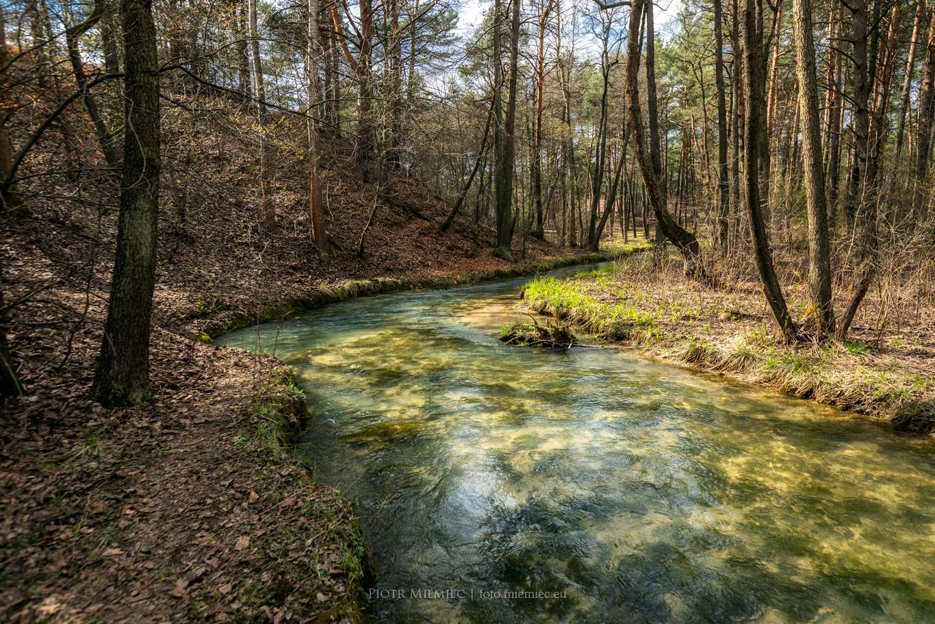 Il fiume Sztoła nella foresta puzzle online