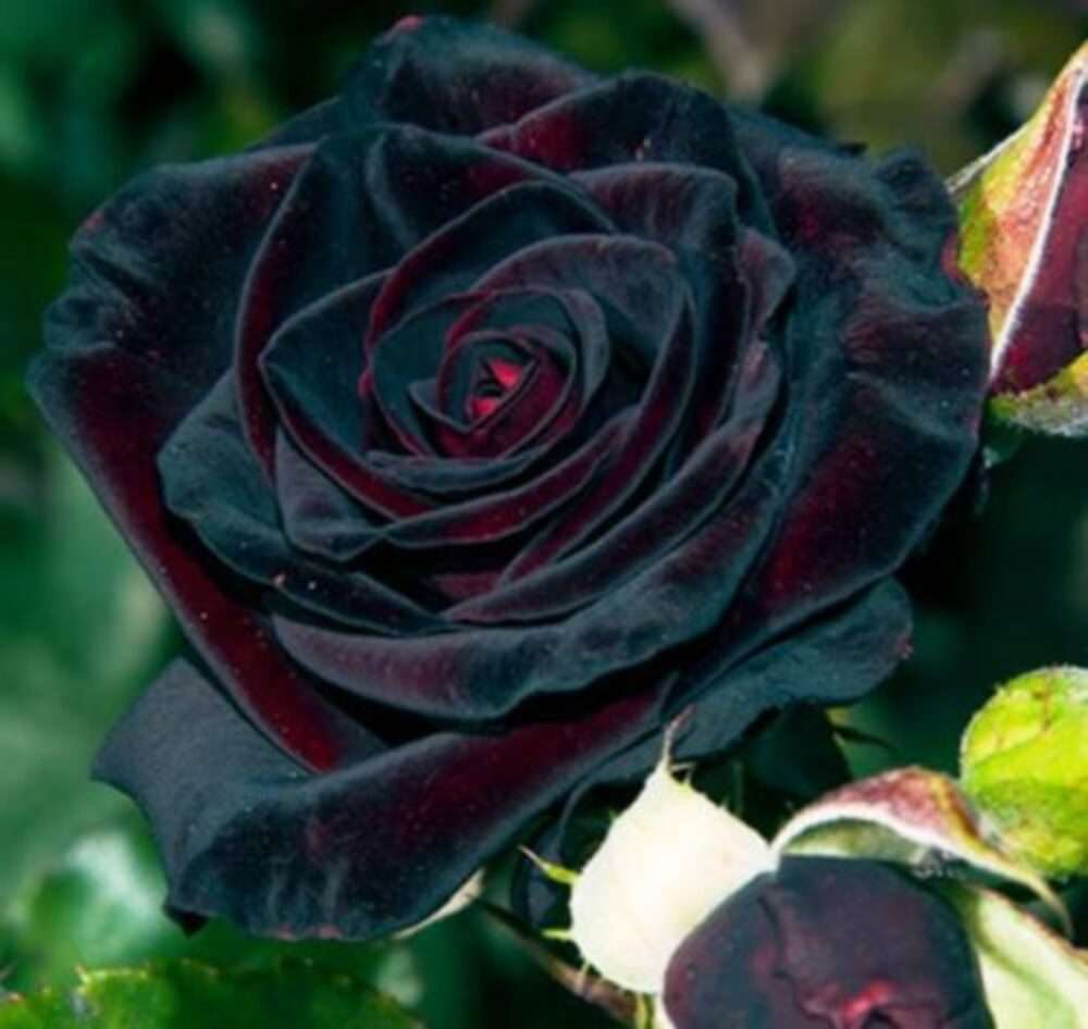 Lyoder yel skalbagge med svart prins ros pussel på nätet