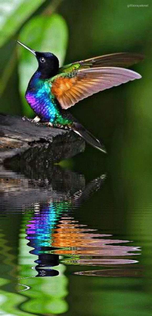 Lyoder skalbagge colibri i lagunen Pussel online
